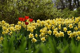 Die ersten Blumen im Garten von Claude Laprise
