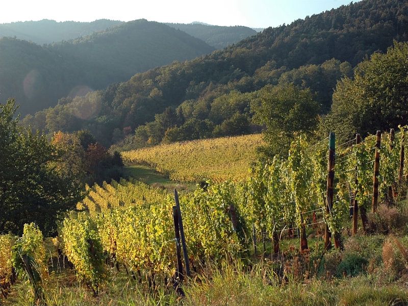 Weinberg im Elsass von Rini Kools