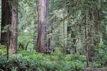 Redwood van Heidi Bol