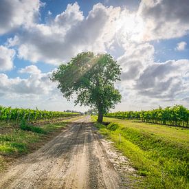 Solitary Oak Tree Stands Guard Over Bolgheri's Super Tuscan Vineyards by Stefano Orazzini