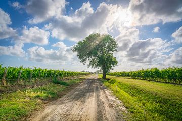 Un chêne solitaire veille sur les vignobles toscans de Bolgheri sur Stefano Orazzini