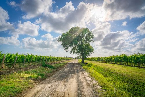 Eenzame eik waakt over de superwijngaarden van Bolgheri's Toscane