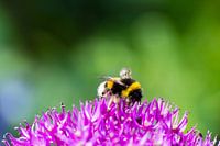 Biene auf einer lila Blume