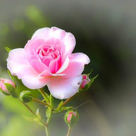Dream rose by Erich Werner
