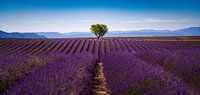 Lavendelfelder, Valensole, Frankreich