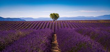 Lavendelvelden, Valensole, Frankrijk van Bart Claes Photography