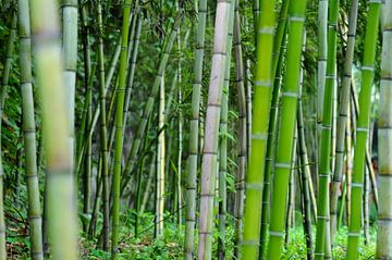 Verse groene bamboe bos van Chihong