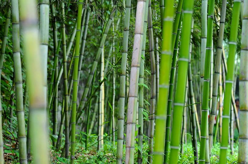 Fresh green bamboo bunch by Chi
