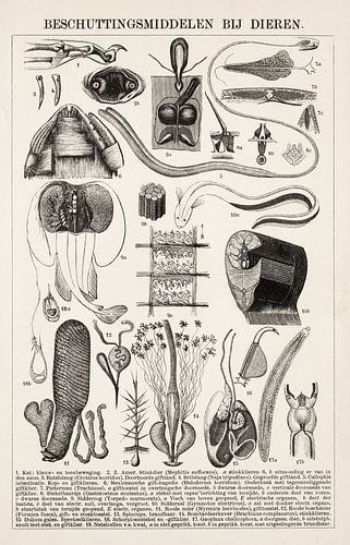 Vintage educatieve plaat Beschuttingsmiddelen bij dieren