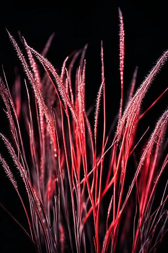 Blades of grass in frost Red-black