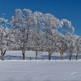 Allée d'arbres en hiver sur Markus Lange