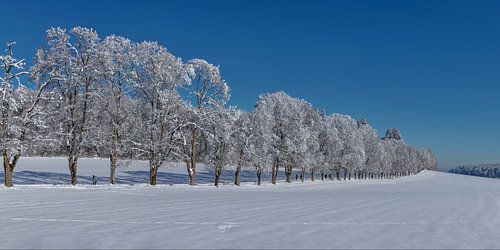 Tree avenue in winter