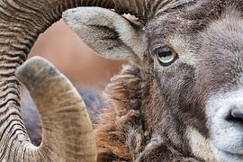 "Europäischer Mufflon" von Madleen Sophie