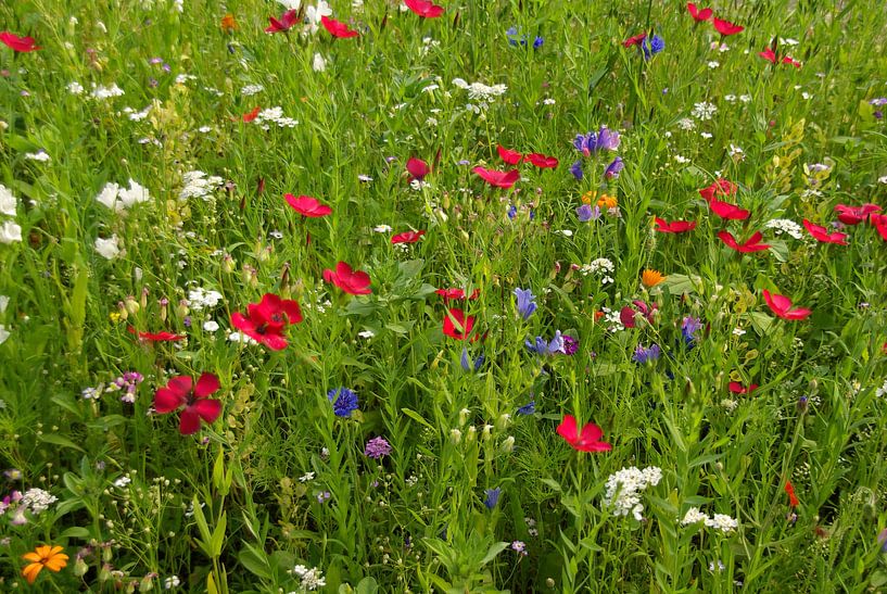 Sommerwiese von Ilona Montag