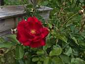Rose im Garten von Timon Schneider Miniaturansicht