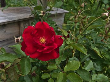 Rose dans le jardin sur Timon Schneider