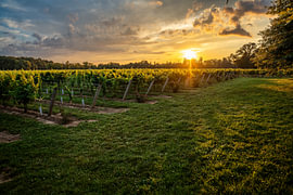 Sunset over a vineyard by Gregor Abbas
