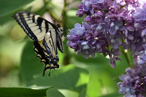 Een vlinder op een lila bloem