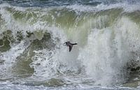 Brent goose over a raging surf