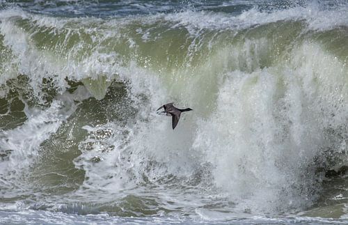 Rotgans over een woeste branding