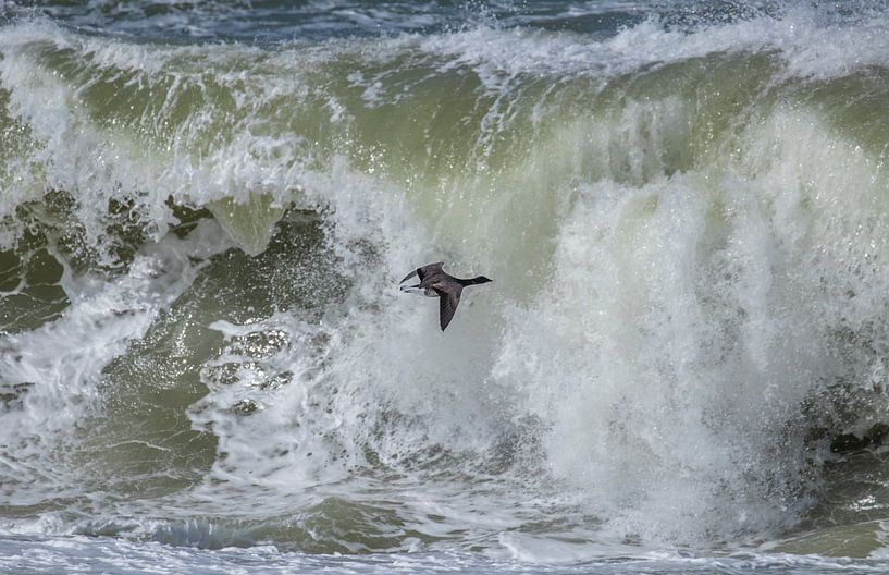 Brent goose over a raging surf by Marcel Klootwijk