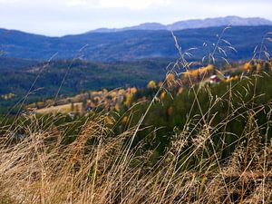 Regarder le paysage norvégien à travers l'herbe.