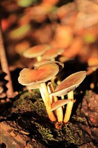Prachtige paddenstoelen in het herfst zonnetje