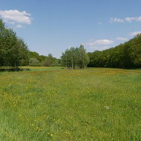 Hay meadows in The Old Deep. by Wim vd Neut