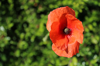 Mohn