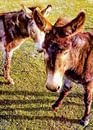 Heehaw ezels van Dorothy Berry-Lound thumbnail