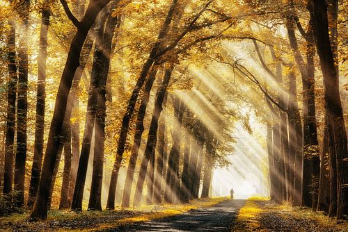 Permission to beam by Lars van de Goor