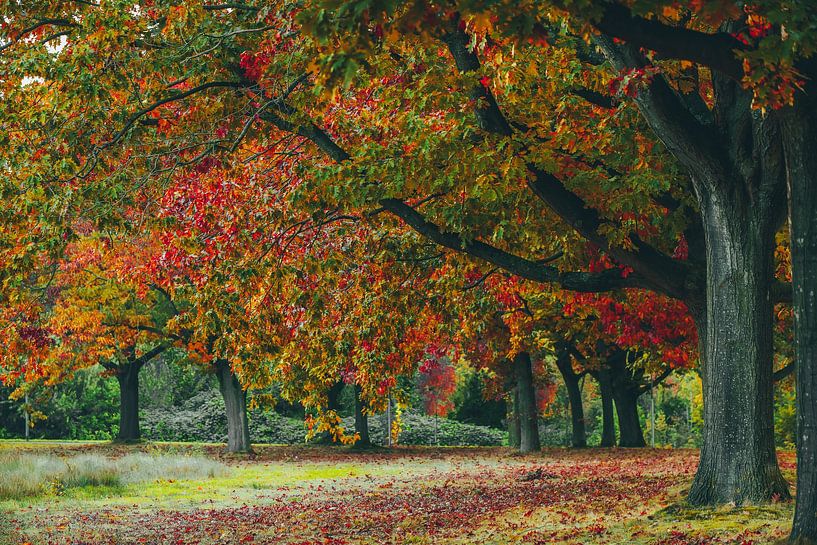 autumn in the village by snippefotografie