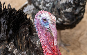 Truthahn Portrait in der Wildnis