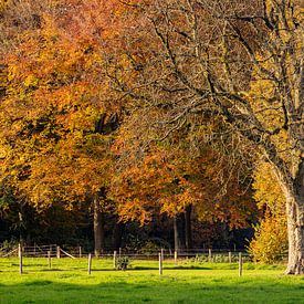 Ja het is nog steeds herfst van Helga Blanke