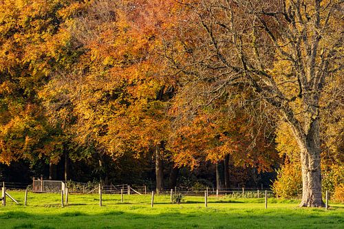 Ja het is nog steeds herfst van Helga Blanke