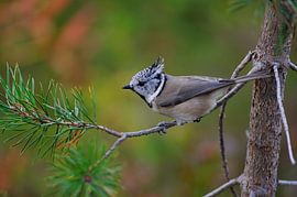 Crested Tit foraging by Karin Jähne