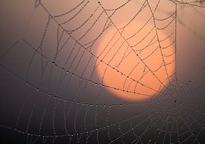 tauweb für die Sonne