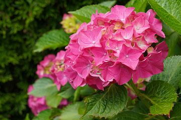 Tuinhortensia (Hydrangea macrophylla)