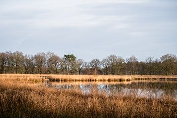 Meertje op de heide van Anna Koek
