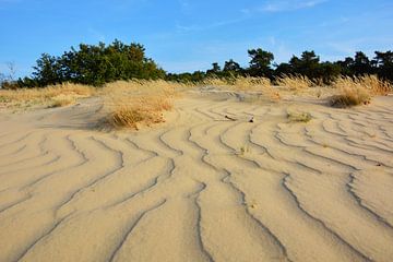 Lijnenspel en patronen in stuifzand Loonse en Drunense duinen van My Footprints
