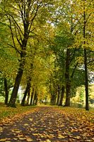 Autumn