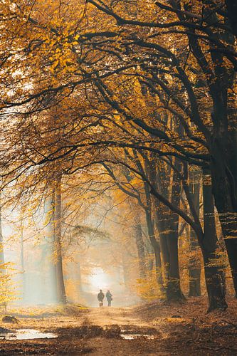 Ochtend wandeling in het Speulders bos
