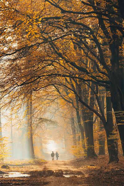 Ochtend wandeling in het Speulders bos van Peter Haastrecht, van