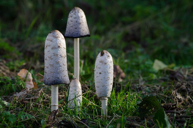 stinkzwam familie by Eugene Lentjes