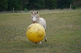 Shetland pony Fredo playing with rubber ball