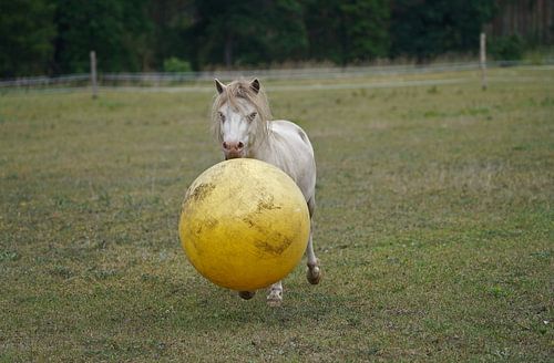 Shetland pony Fredo speelt met de rubberen bal