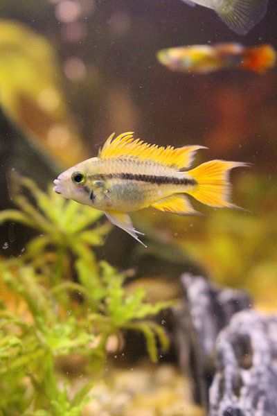 Aquarienfische von Eveline van Beusichem