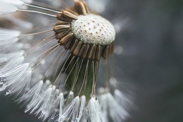 Photo macro d'une peluche de pissenlit sur Monique de Koning