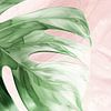 Illustration botanique en vert et rose sur Lauren Wilde