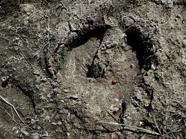 nietig by jan van de ven